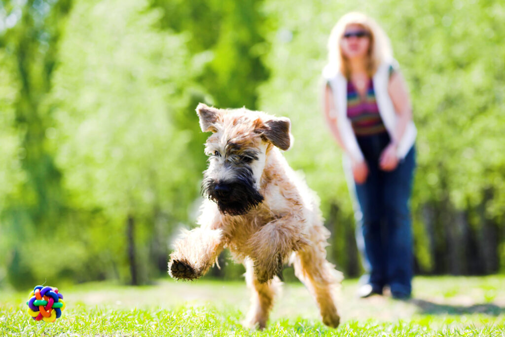 Dog Obedience/Training