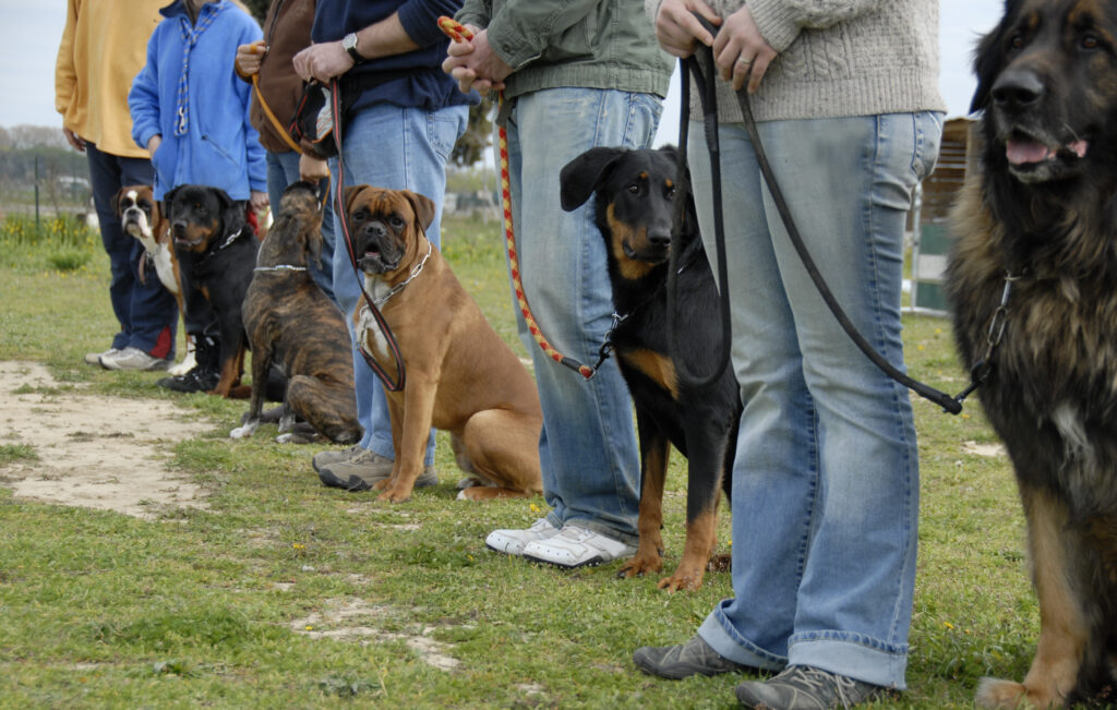 Training with dogs