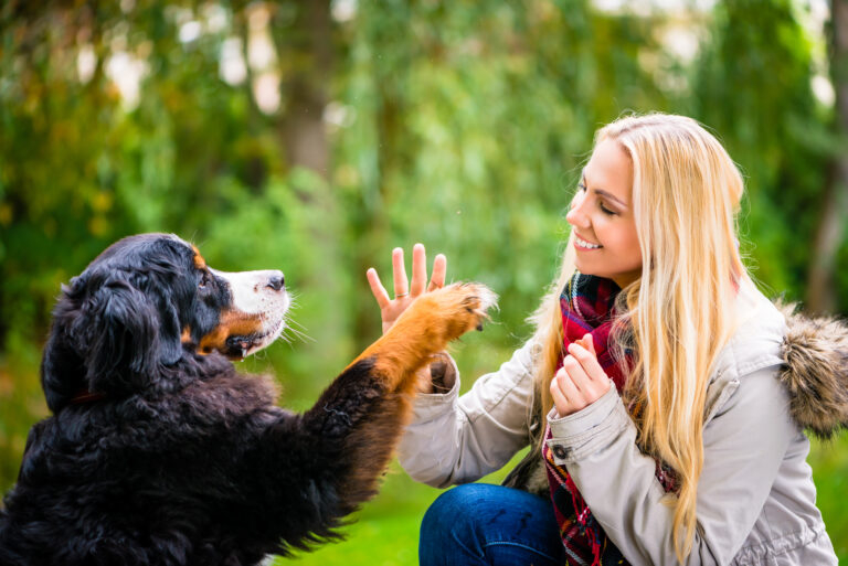 Dog Boot Camp