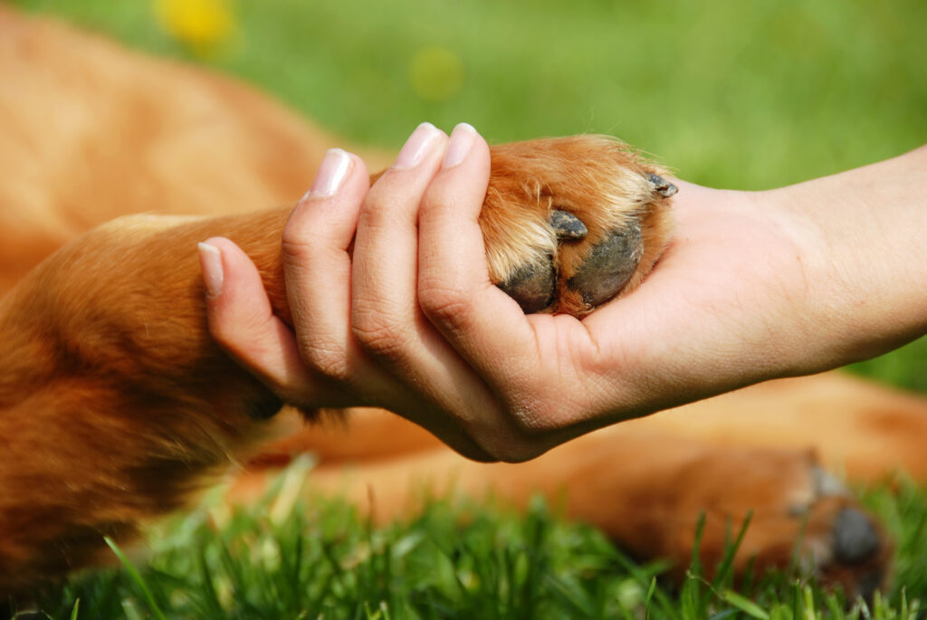 Dog paw and hand shaking