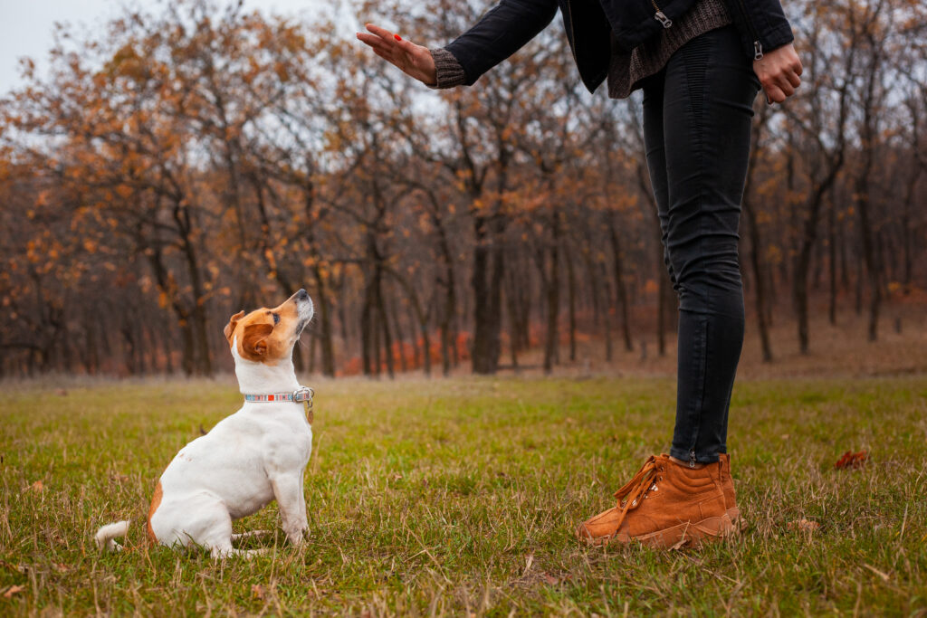 Dog Trainer Savannah GA