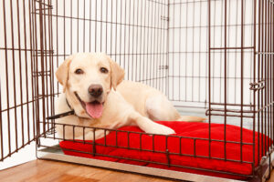 Happy labrador lies in crate