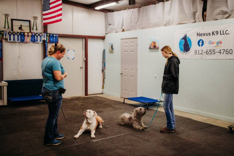 Private Session Dog Training at Nexus K9