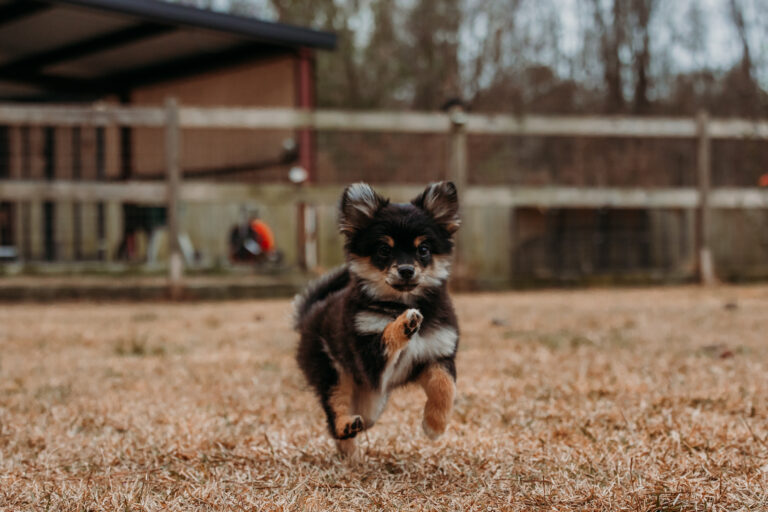 Puppy Training in Savannah GA