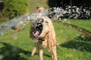 Dog playing with hose water