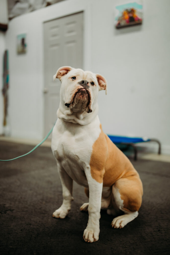 Dog Private Training Sessions
